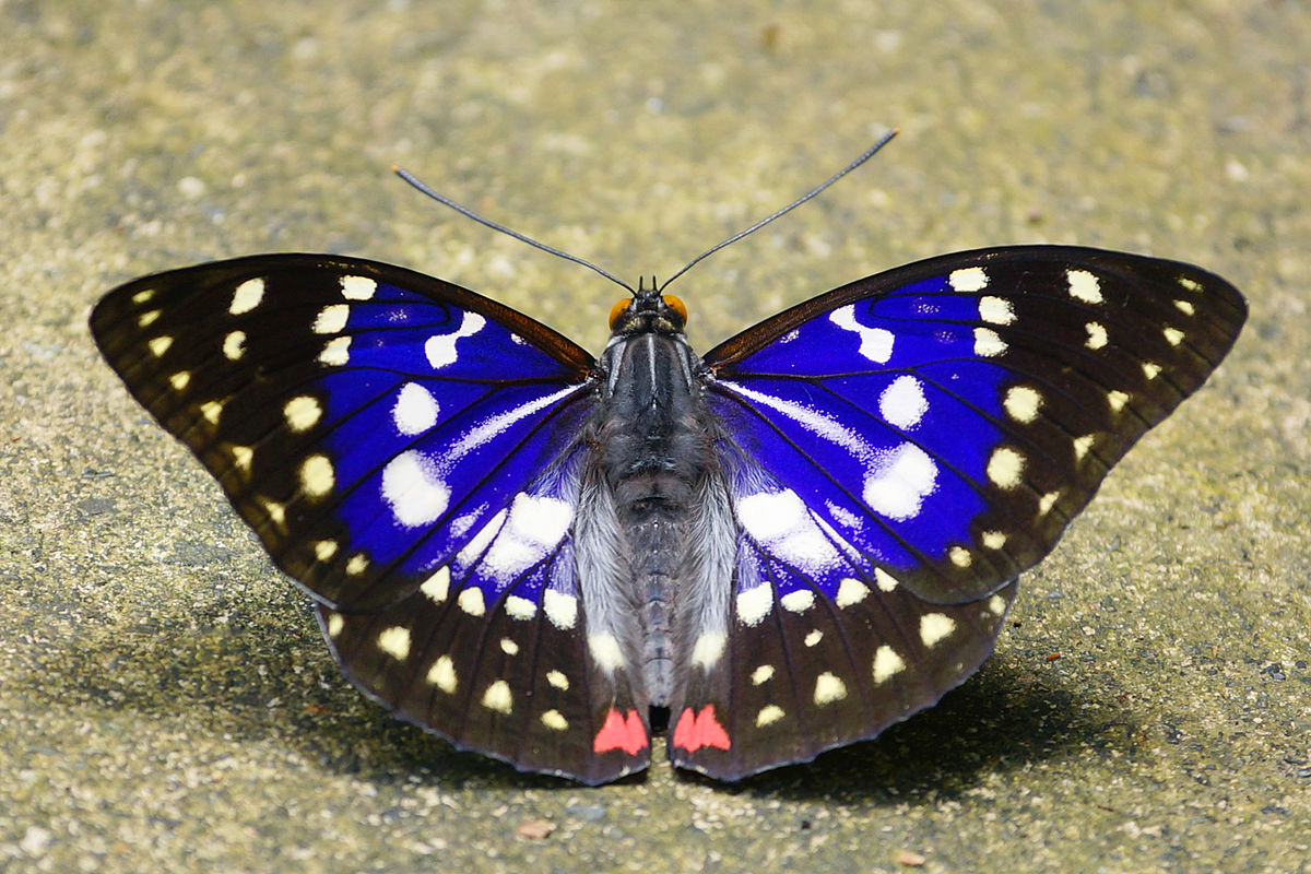Loài bướm hoàng đế được tìm thấy như thế nào?
