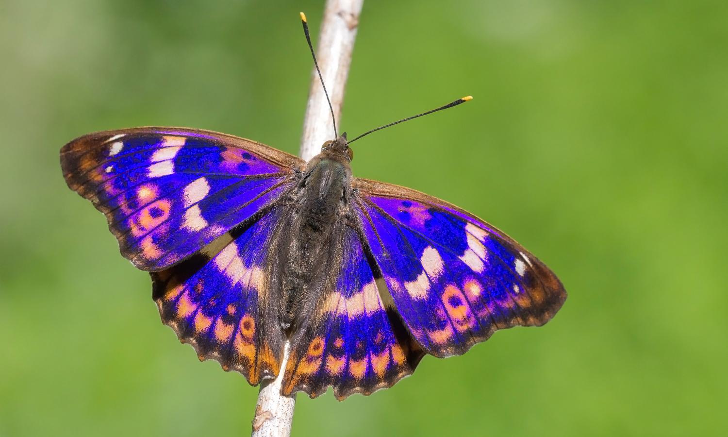 Những đặc điểm nổi bật của loài bướm này