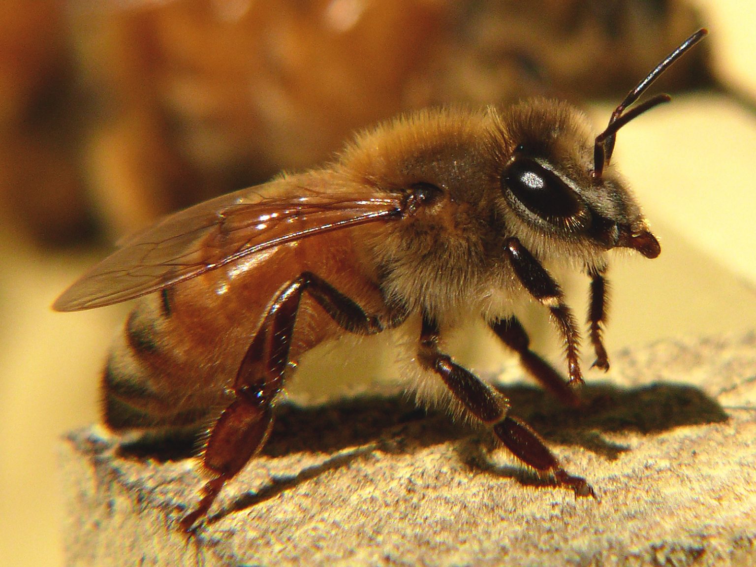 Phát hiện mới về nơi giao phối của loài ong mật