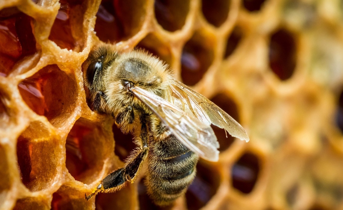 Vẫn chưa tòm ra cách thức suy trì “bãi yêu” của loài ong này
