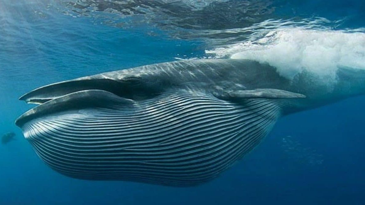 Cá voi xanh không quan tâm đến loại nước mà nó bơi vào