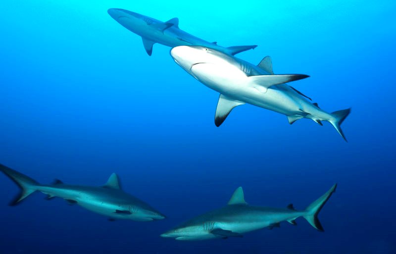 Cơ thể cá mập không có xương nhưng có thể hóa thạch
