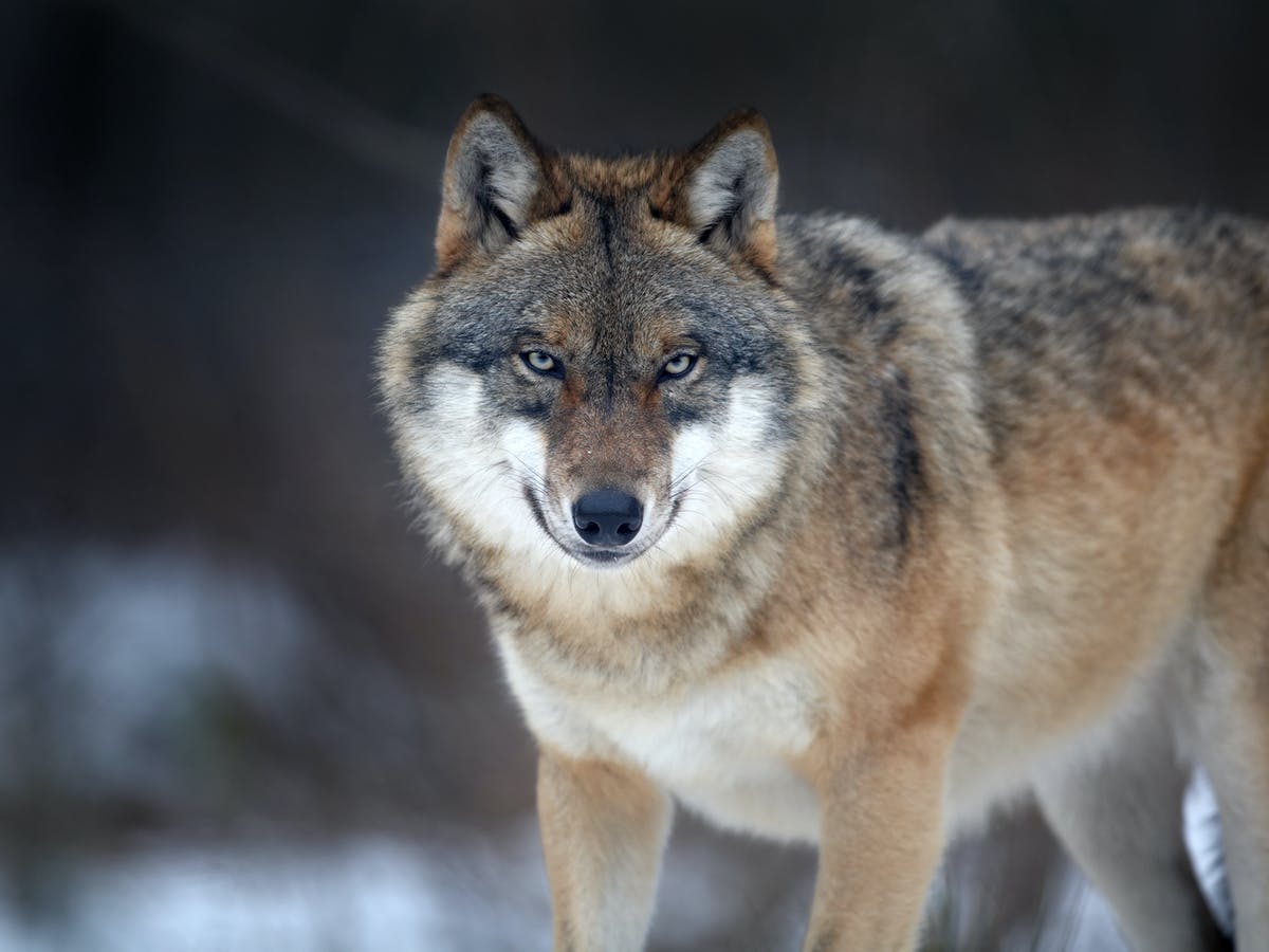 Loài chó sói có chung tổ tiên với chó nhà