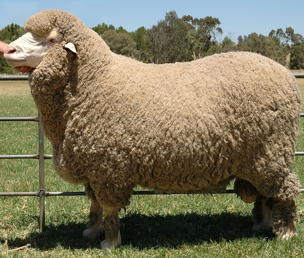 Chế độ dinh dưỡng của cừu
